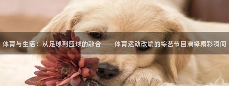 天天體育nba直播：體育與生活：從足球到籃球的融合——體育運動改編的綜藝節目演繹精彩瞬間